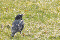 Sturnus vulgaris